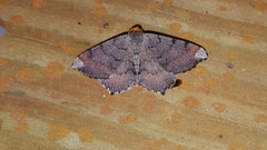 Macaria distribuaria