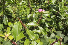 Pereskia grandifolia