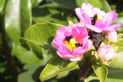 Pereskia grandifolia