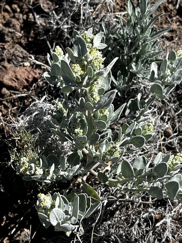 Mealy Goosefoot