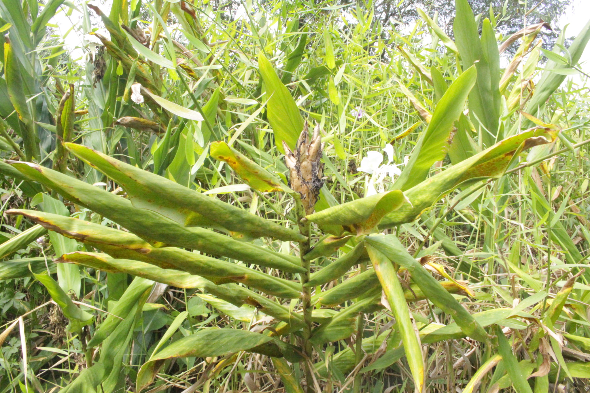 Hedychium coronarium