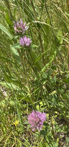 Red Clover