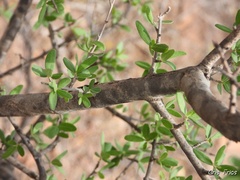 Condalia mexicana