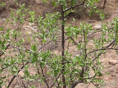 Condalia mexicana