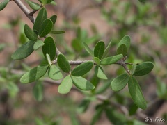 Condalia mexicana