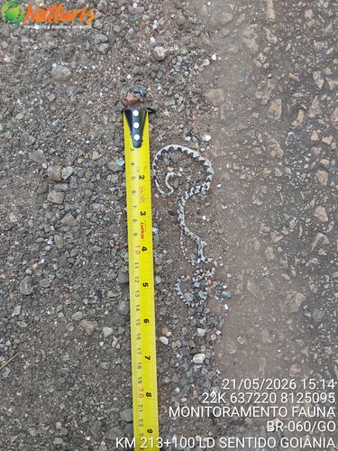 Common Blunt-headed Tree Snake