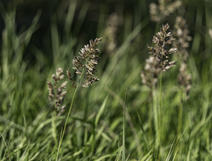 Poa arachnifera