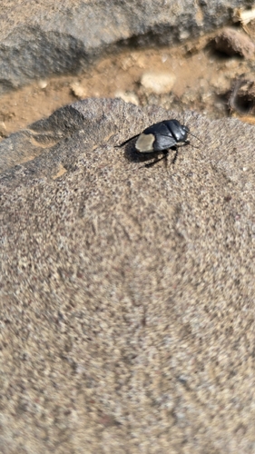 Black burrowing bug