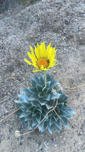 Enceliopsis covillei observed 2026-05-28