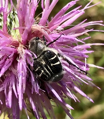 Trichiotinus texanus