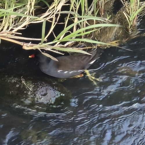 Common Moorhen
