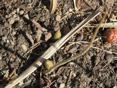 Podophyllum peltatum