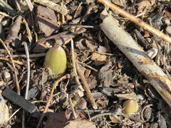 Podophyllum peltatum