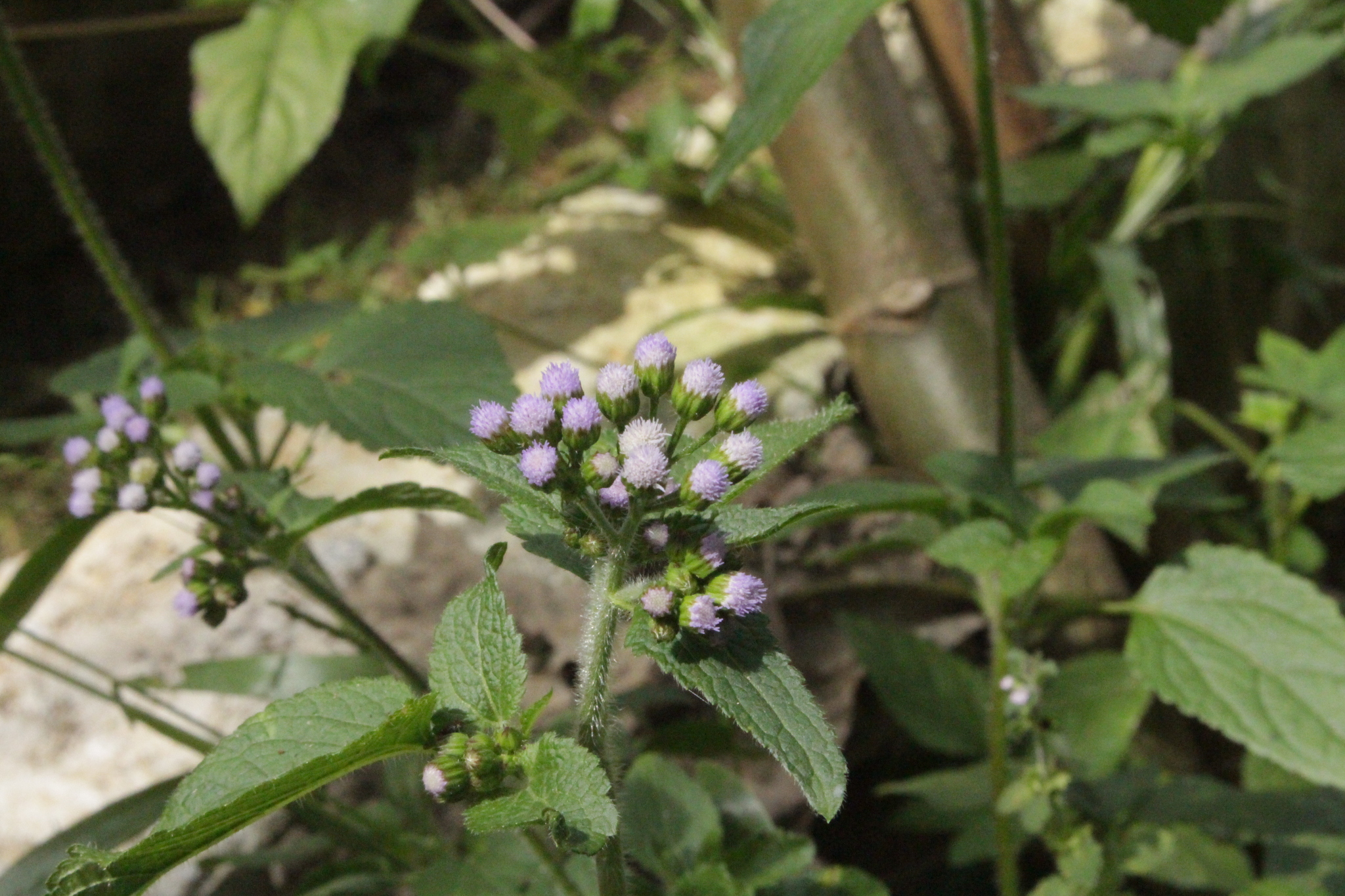 Ageratum conyzoides