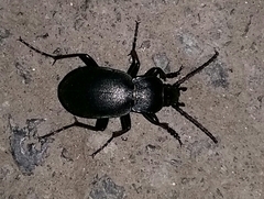 Carabus convexus
