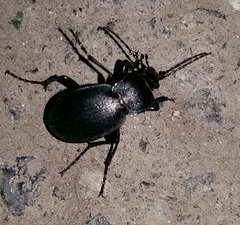 Carabus convexus
