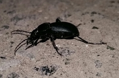 Carabus convexus