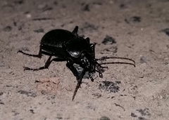 Carabus convexus