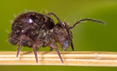 Ptenothrix beta
