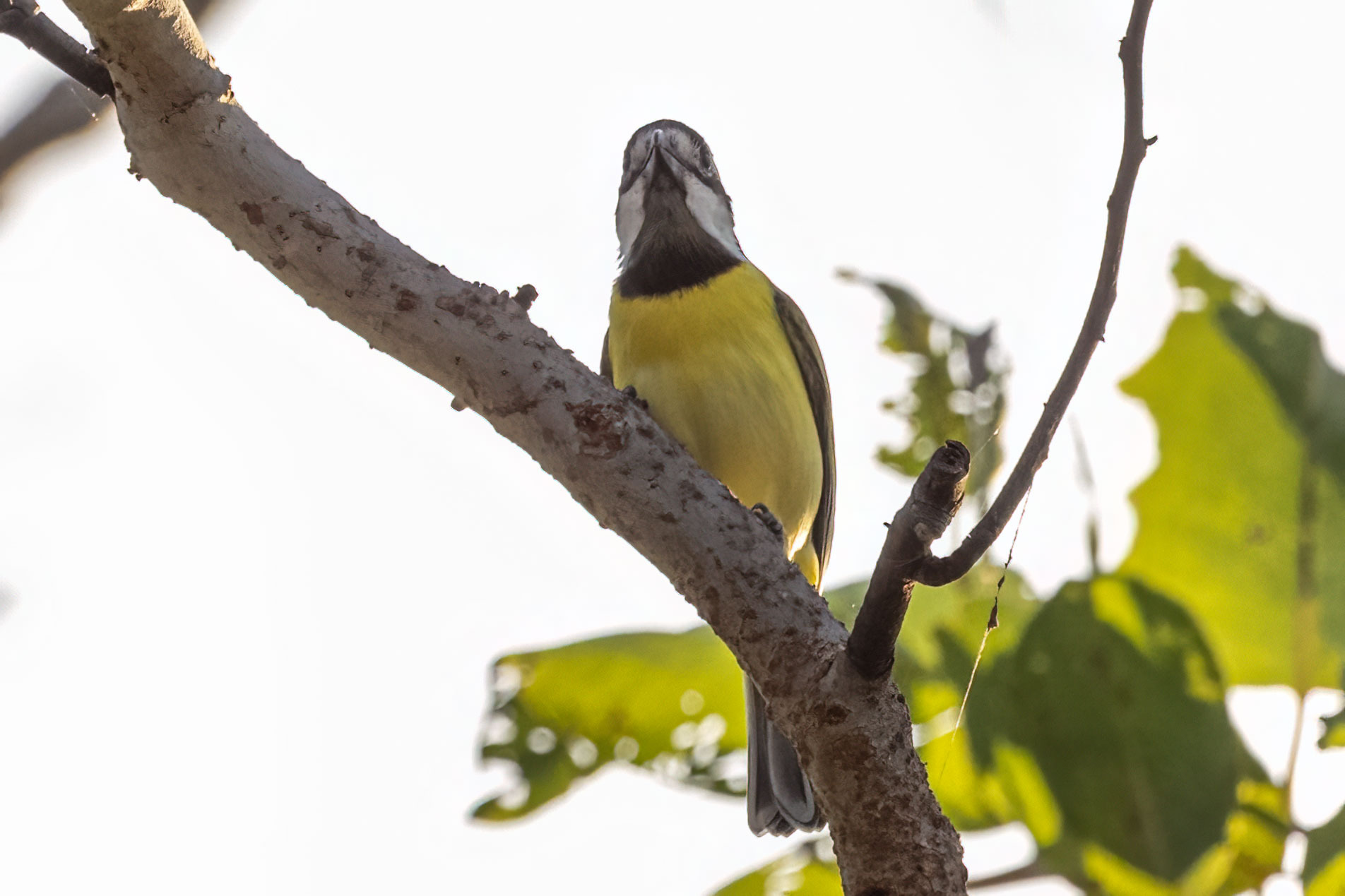 Northern Shriketit (Falcunculus whitei), photo 5