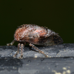 Ophiderma salamandra