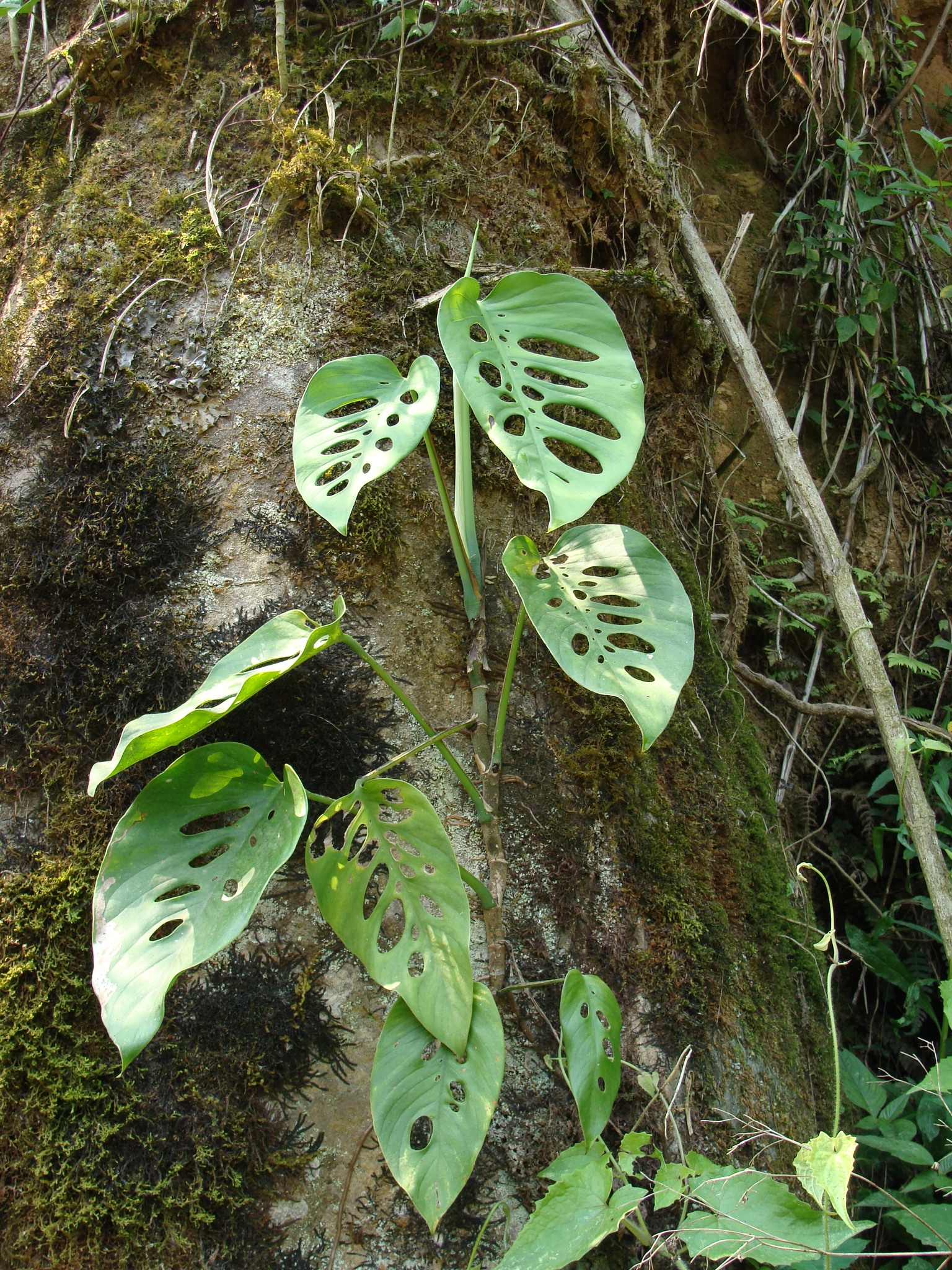 silver monstera (Monstera siltepecana)  iNaturalist