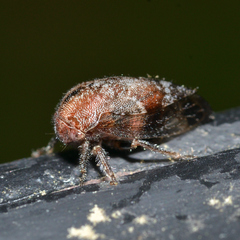 Ophiderma salamandra