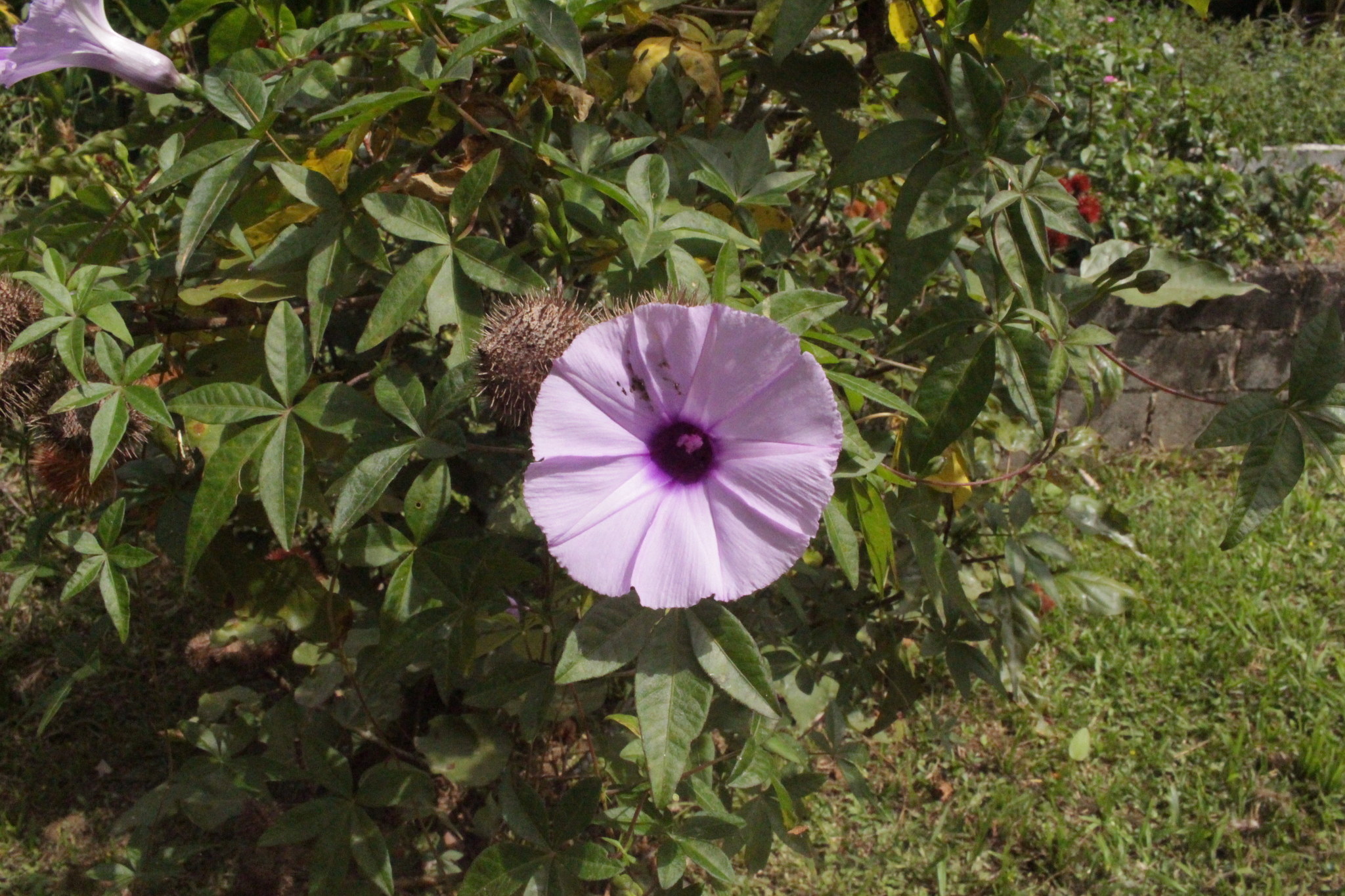 Ipomoea cairica