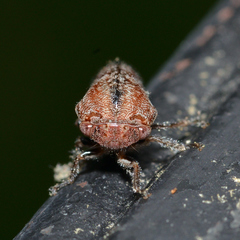 Ophiderma salamandra