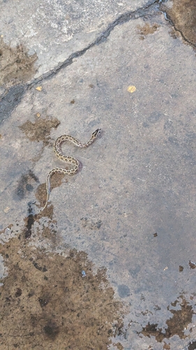 Russell's Viper