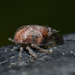 Ophiderma salamandra