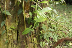 Philodendron camposportoanum