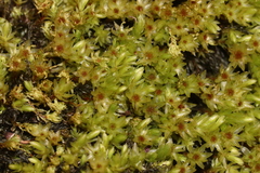 Mnium lycopodioides