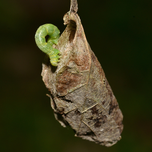 Fall Cankerworm Moth