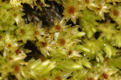 Mnium lycopodioides