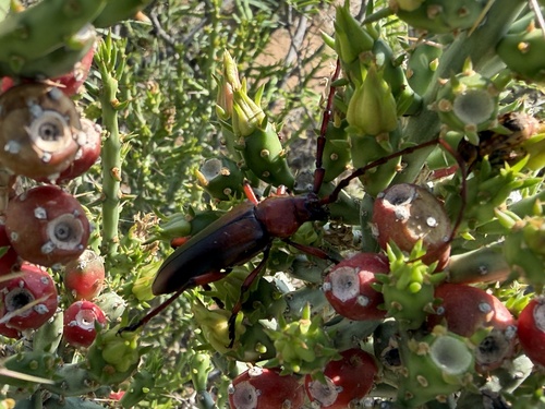 Stenaspis solitaria