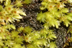 Mnium lycopodioides