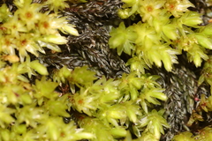Mnium lycopodioides