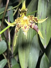 Oncidium hallii