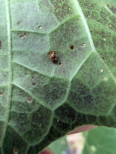 Tobacco Flea Beetle