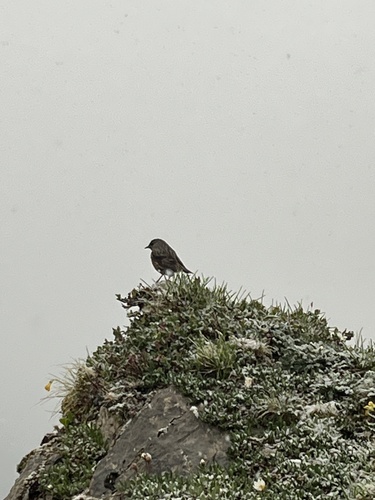 Accenteur alpin