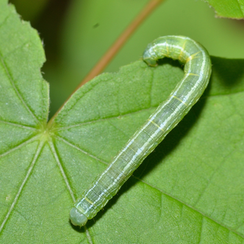 Fall Cankerworm Moth
