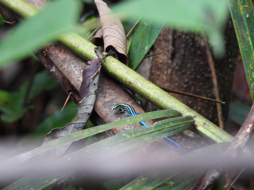 Emoia caeruleocauda observed 2026-06-01