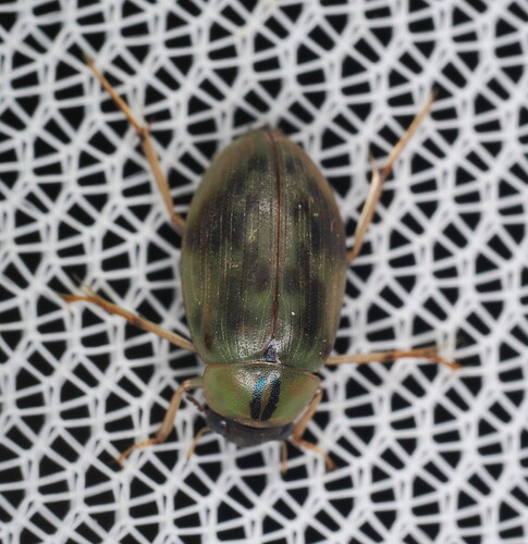 Berosus