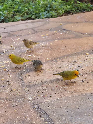 Saffron Finch