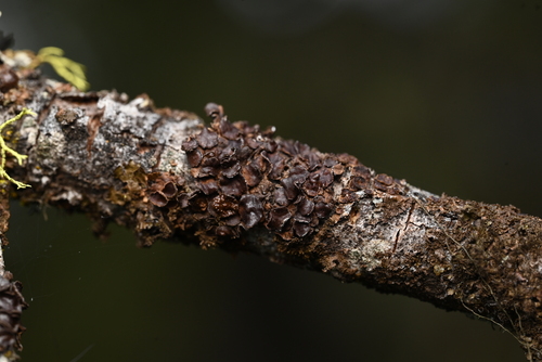 Placidium squamulosum