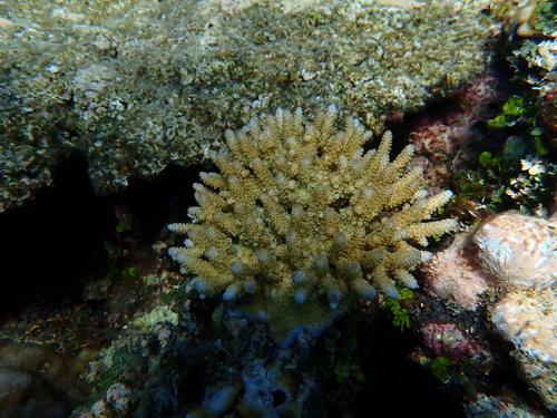 Acropora digitifera observed 2026-06-07