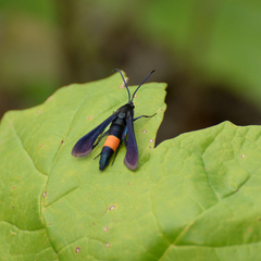 Synanthedon exitiosa