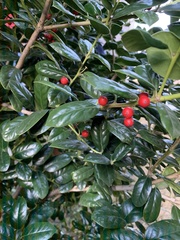 Ilex