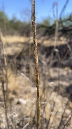 Spike Dropseed